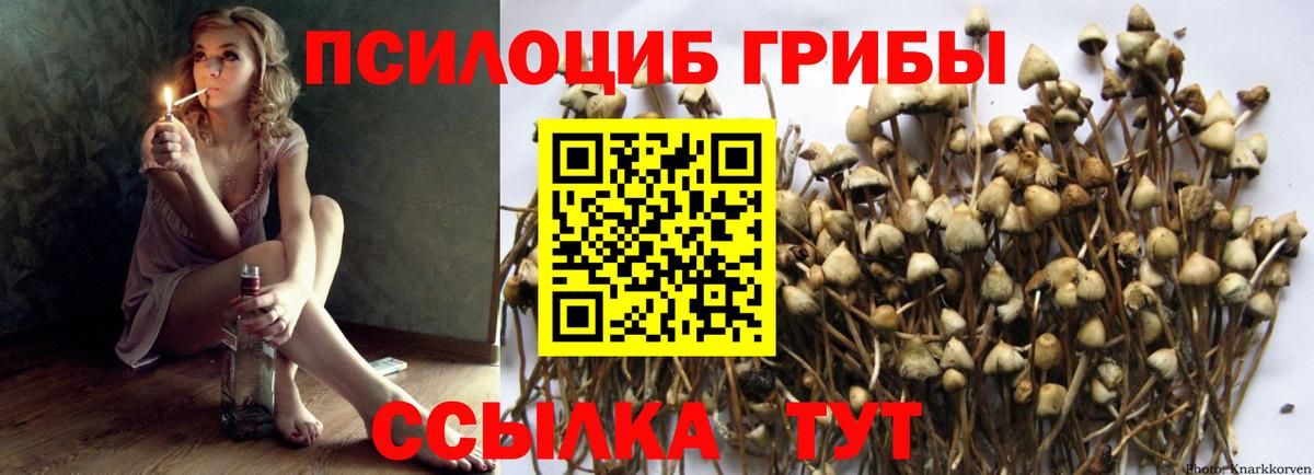 Галлюциногенные грибы Psilocybe Шумерля